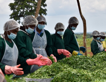 O sucesso da produção de moringa no apoio ao desenvolvimento das comunidades locais 