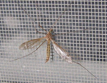 Cazenga distribui mosquiteiros