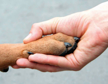 Sintra ajuda famílias carenciadas a cuidar de animais