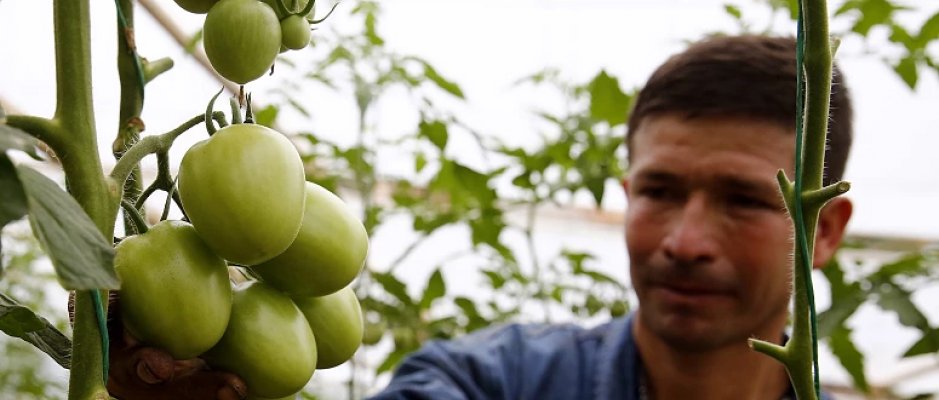 UE lança projeto em Timor-Leste para qualificar jovens e mulheres na área agroflorestal