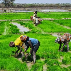 Banco Africano de Desenvolvimento financia projeto de produção de arroz na Guiné-Bissau
