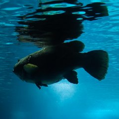 Tratado de Proteção do Alto Mar